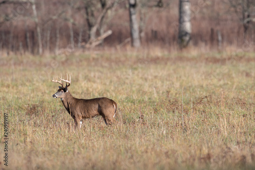 White-tailed deer buck in open meadow