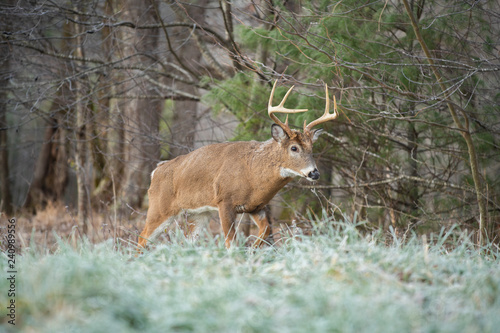 White-tailed deer buck in open meadow