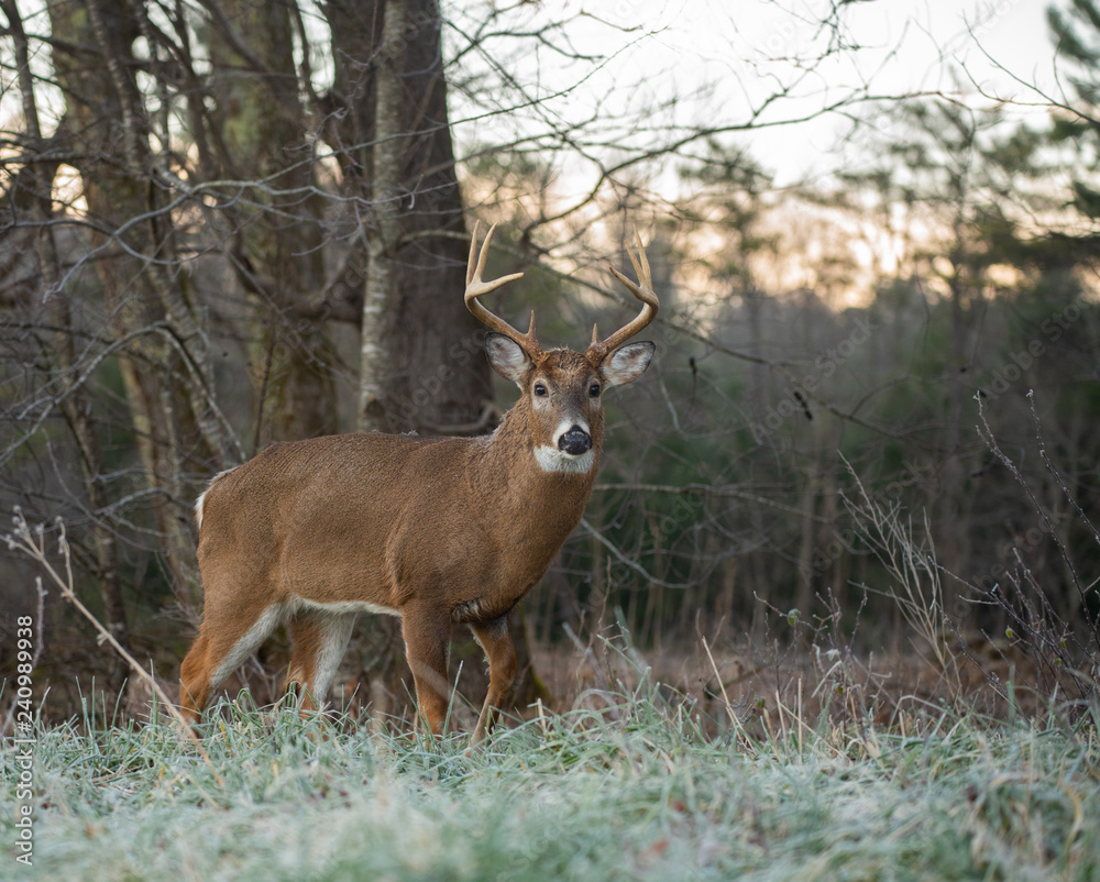White-tailed deer buck in open meadow White-tailed deer buck in open meadow