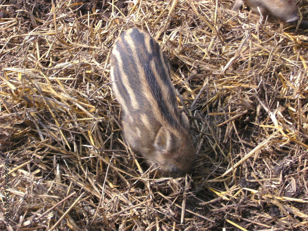 Obraz premium Wildschwein Ferkel wühlt im Stroh