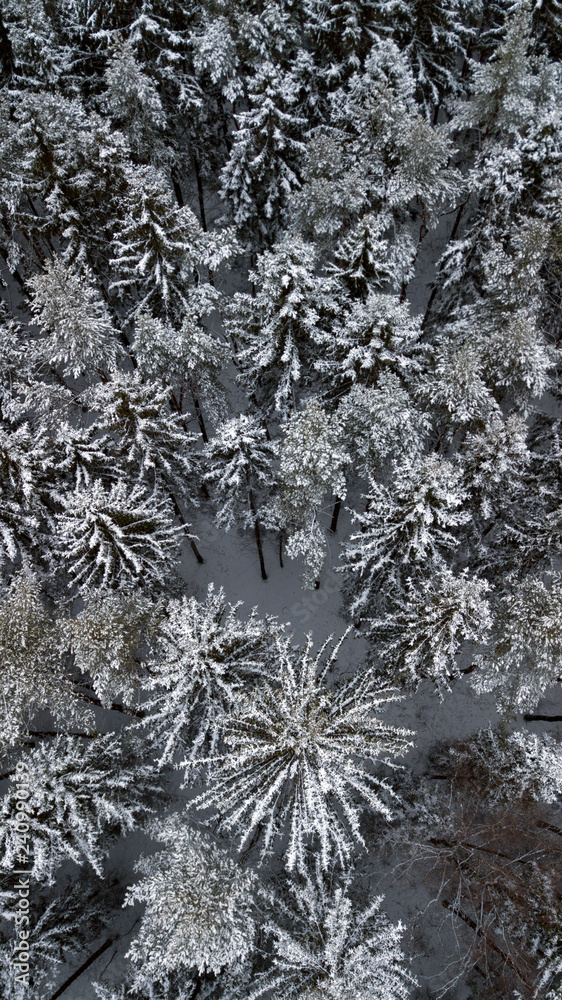 Image from drone showing fir-trees in the forest. Image from drone showing fir-trees in the forest.