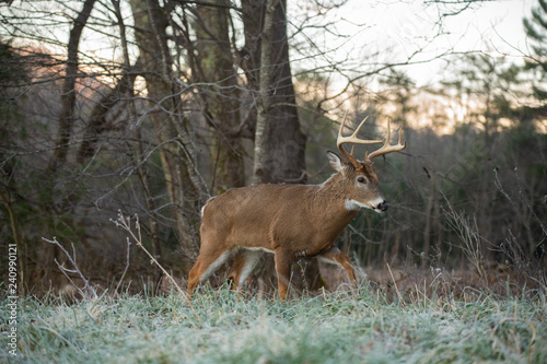 White-tailed deer buck in open meadow