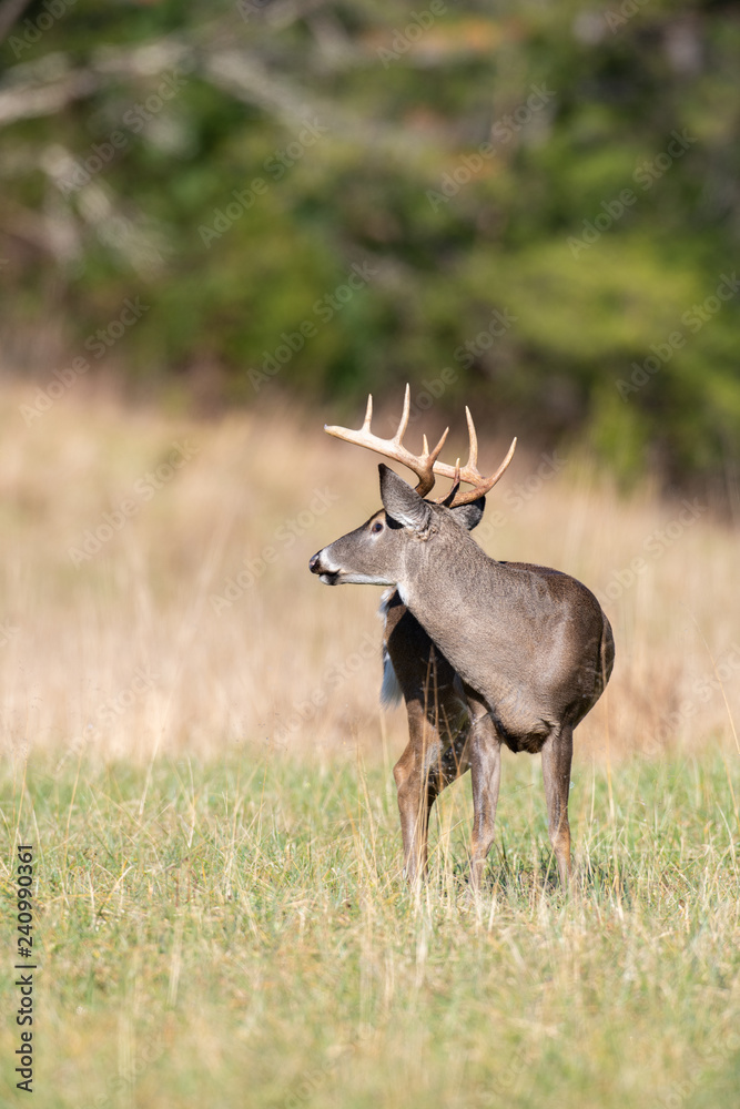 White-tailed deer buck in open meadow White-tailed deer buck in open meadow