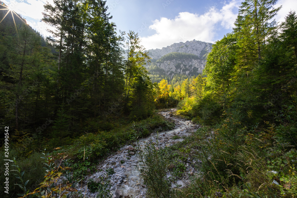 water stream in the forest