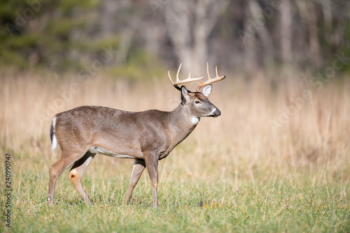 White-tailed deer buck in open meadow