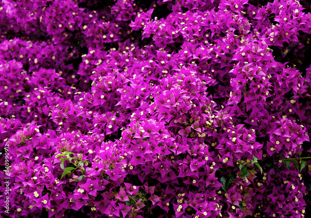 purple flowers in the garden