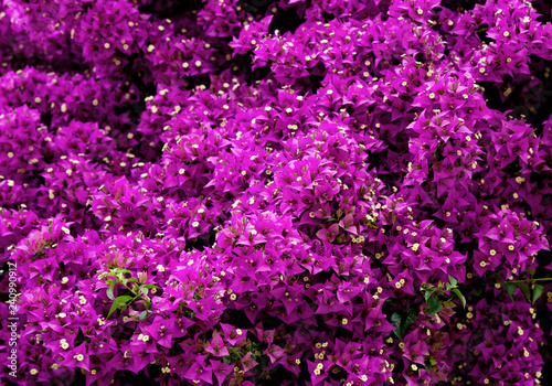 purple flowers in the garden