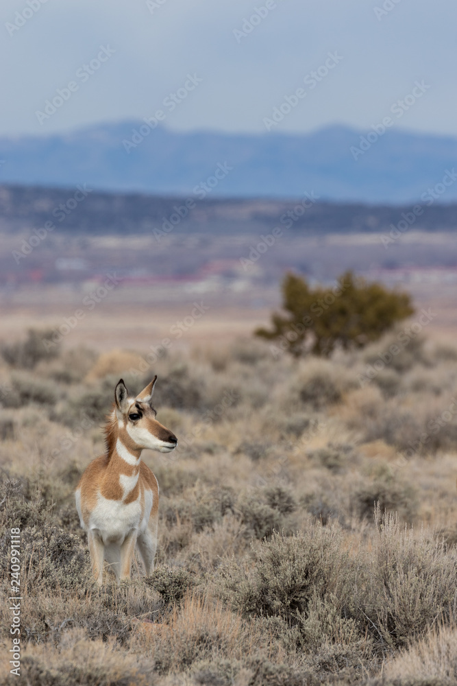 Pronghorn Antelope Doe