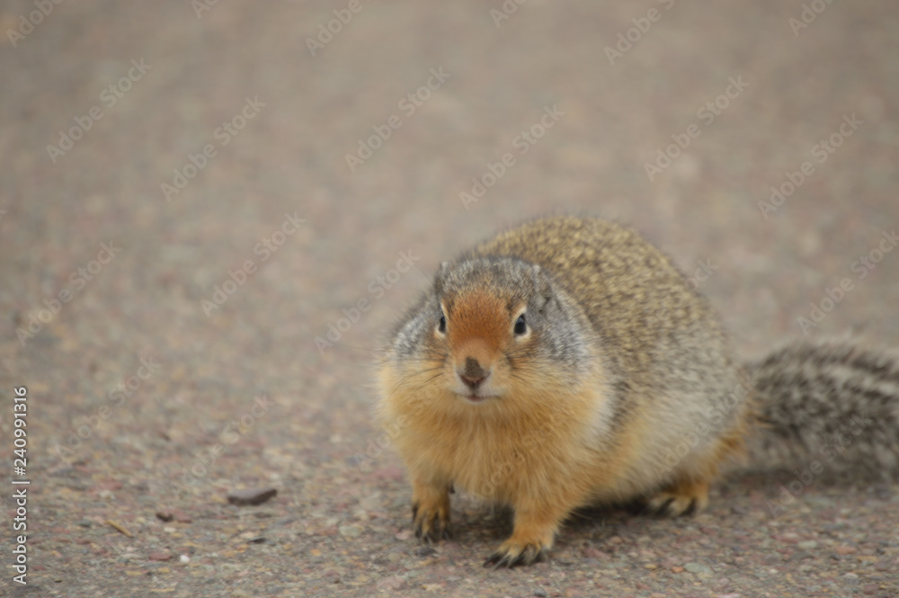Marmot in Glacier National Park,Montana Marmot in Glacier National Park,Montana