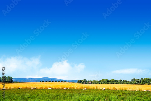 Colorful summer landscape with golden fields