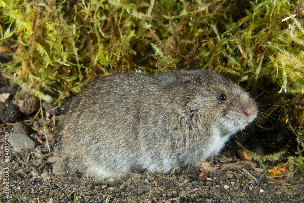 southern bog lemming