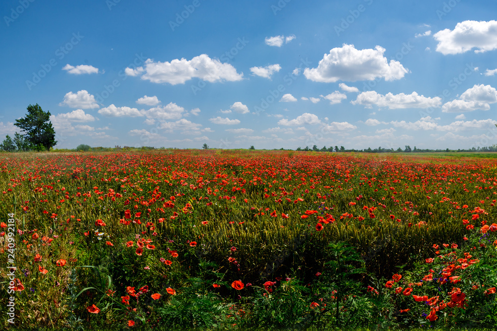 Blooming poppies in the Donbass