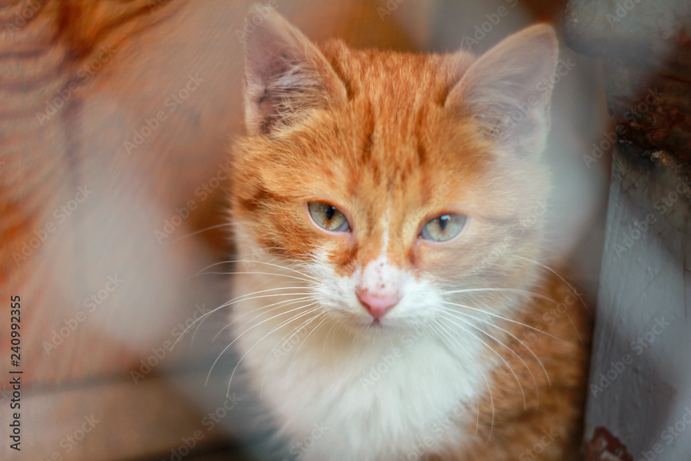 Homeless orange cat with sad eyes in the kennel behind bars. Close-up