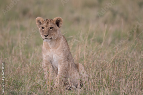 Lion cub in Maasai Mara