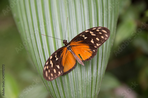 Costa Rica 2106