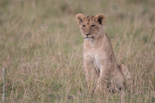 Fototapeta Naklejka Na Ścianę i Meble -  Lion cub in Maasai Mara