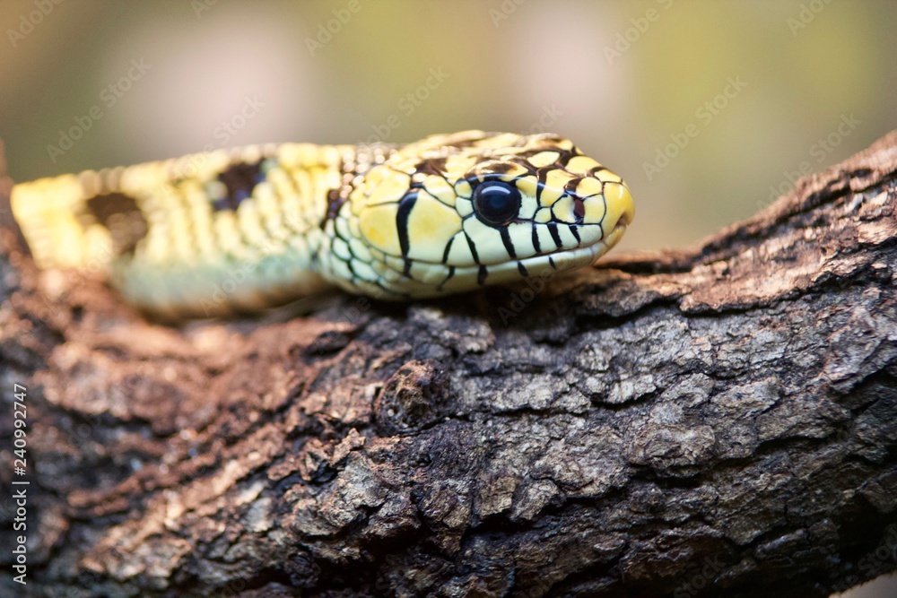 Snake 8 Snake 8