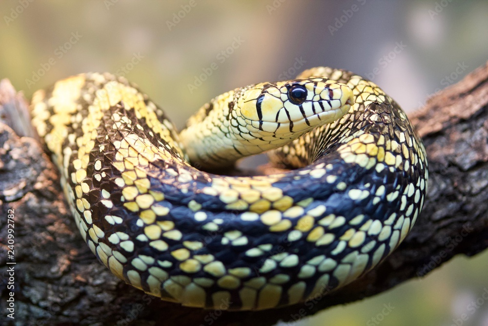 Snake 3 Snake 3