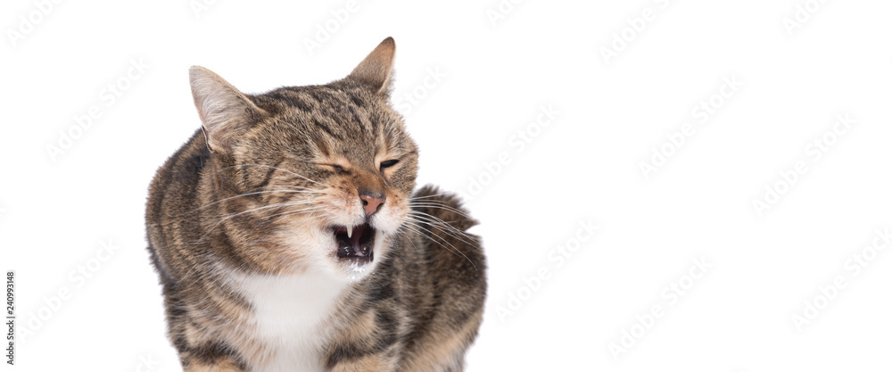 Obraz premium Portrait of hungry cat licking it's face 