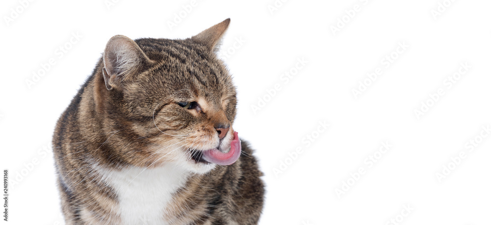 Portrait of hungry  cat licking it's face
