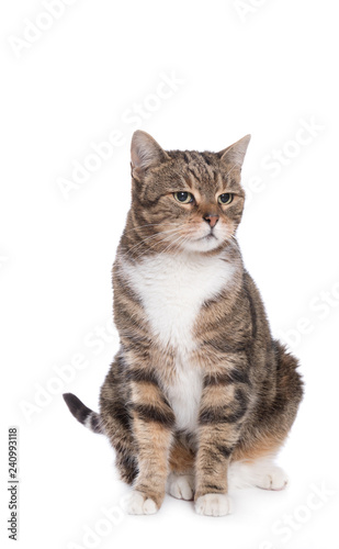 tabby cat front of a white background 