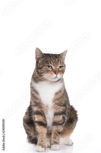 tabby cat front of a white background 