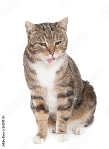 Portrait of hungry cat licking it's face 