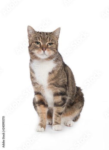 tabby cat front of a white background
