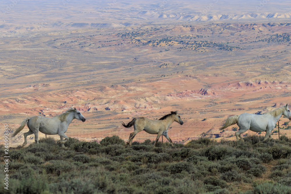 Fototapeta premium Wild Horses in the Colorado Desert in Summer