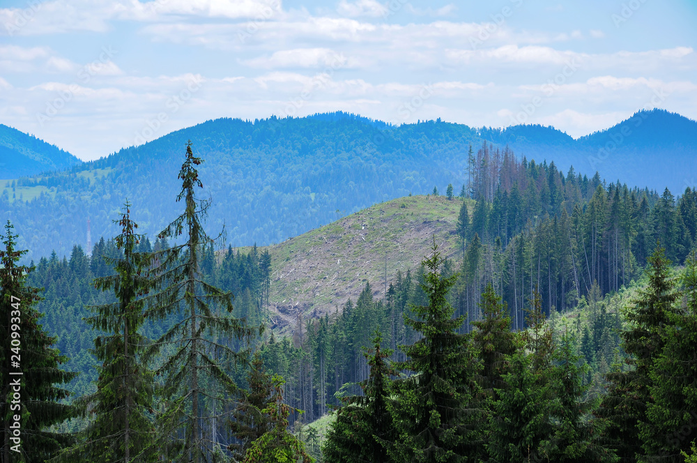 massive felling of trees on the Carpathian Mountains for timber