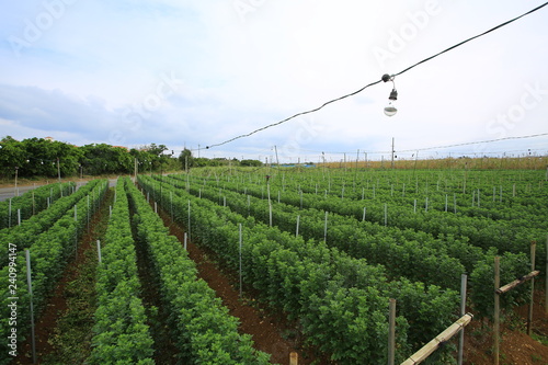 flower Farmland in Okinawa, bulb is used to provide heat