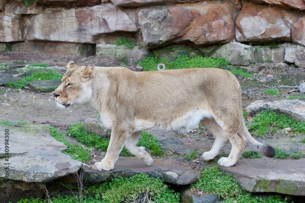 Naklejka premium Lioness