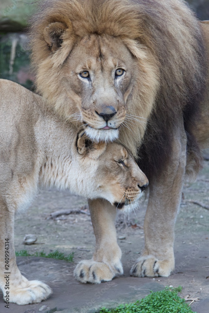 Obraz premium Lions 5