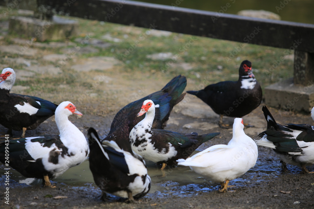 Muscovy duck lying Muscovy duck lying