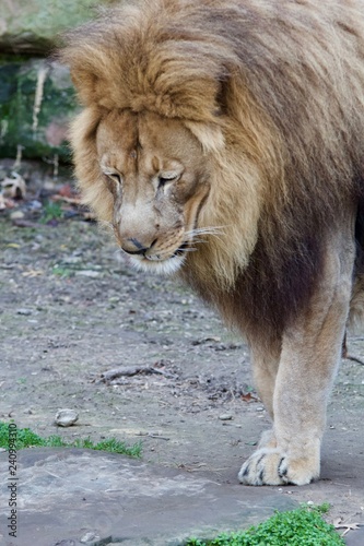 Lion