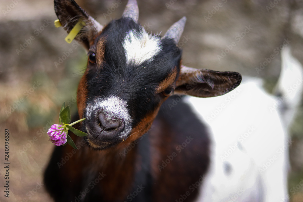 Fototapeta premium Charmante Zwergziege