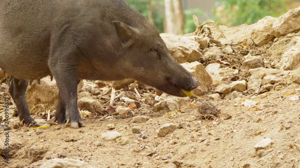 close-up. The black boar in search of something to eat nuzzles the soil. close-up. The black boar in search of something to eat nuzzles the soil.
