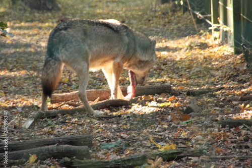 wolf in a national wolfpark in germany