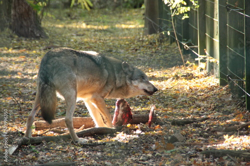 wolf in a national wolfpark in germany