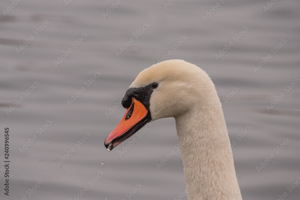 Beautiful Mute Swan Cygnet (Cygnus olor) in nature Beautiful Mute Swan Cygnet (Cygnus olor) in nature