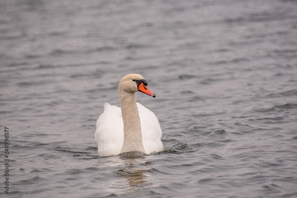 Obraz premium Beautiful Mute Swan Cygnet (Cygnus olor) in nature