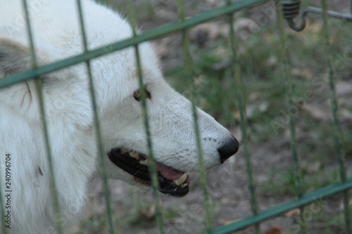 wolf in a national wolfpark in germany