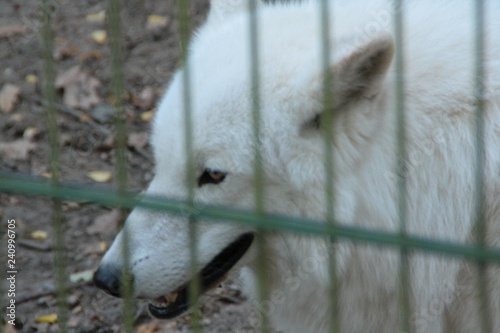 wolf in a national wolfpark in germany