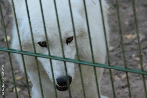 wolf in a national wolfpark in germany