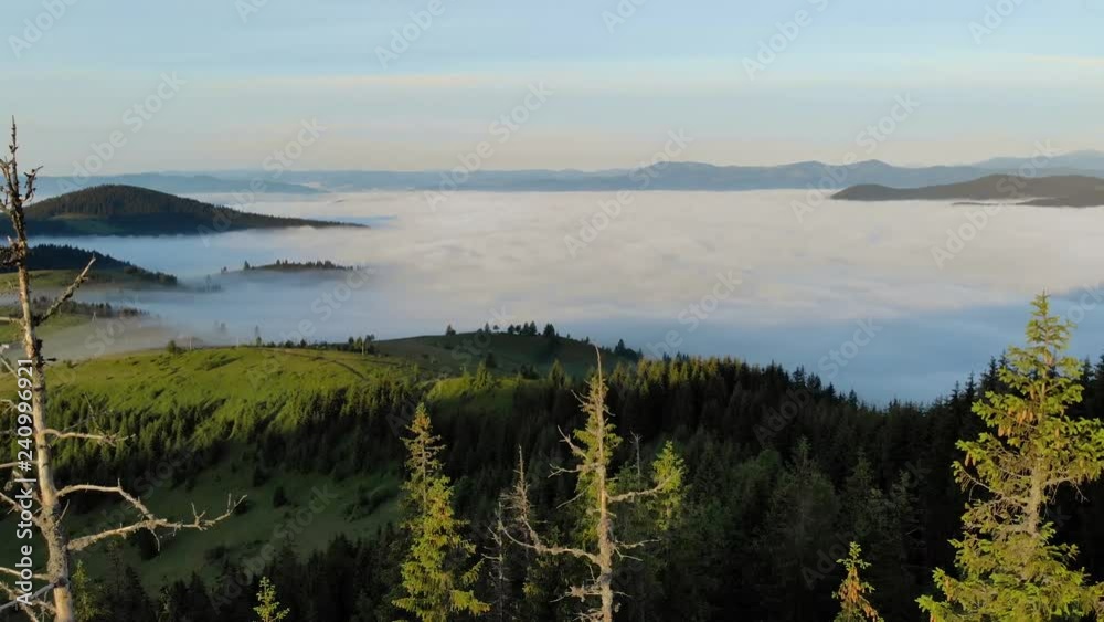 Forest With Mountains In Clouds. Green Pines In Nature Landscape Forest With Mountains In Clouds. Green Pines In Nature Landscape