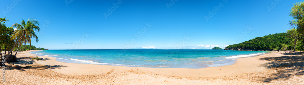 Coconut trees, golden sand, turquoise water and blue sky, wonderful pearl beach , Guadeloupe, French West Indies, panoramic view