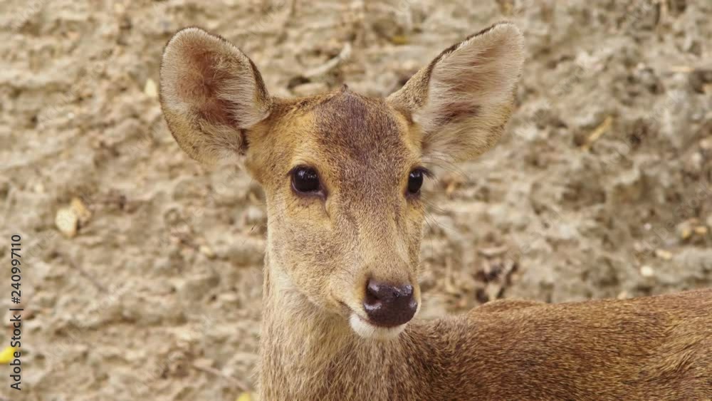 Roe eats grass in the forest, capreolus. Wild roe deer in nature. close-up Roe eats grass in the forest, capreolus. Wild roe deer in nature. close-up