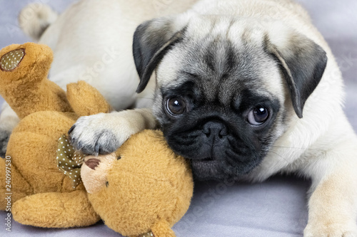 funny pug puppy playing with a soft toy, close-up