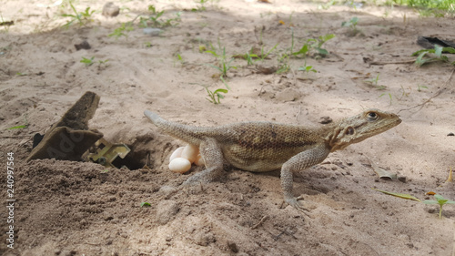 Lizard with eggs