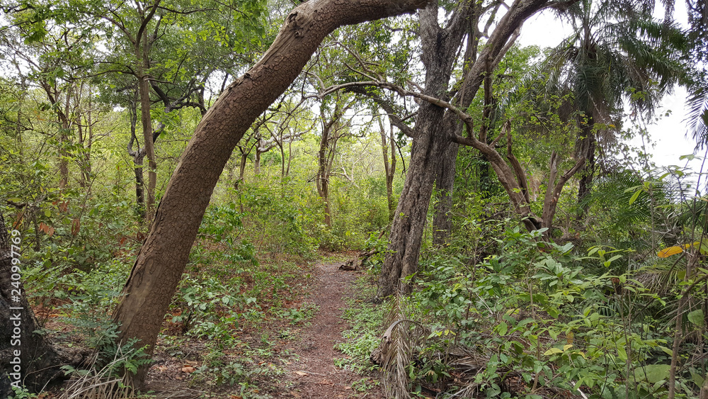 Path next to the Gambia river Path next to the Gambia river